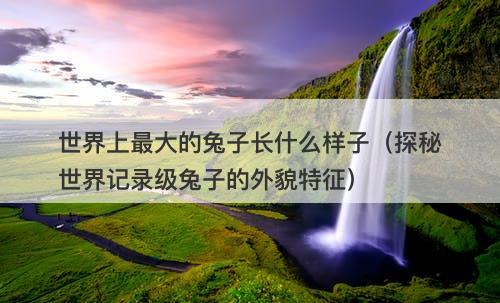 世界上最大的兔子长什么样子（探秘世界记录级兔子的外貌特征）-图1