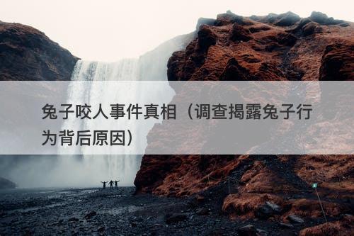 兔子咬人事件真相（调查揭露兔子行为背后原因）-图1