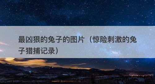 最凶狠的兔子的图片（惊险刺激的兔子猎捕记录）-图1