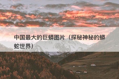 中国最大的巨蟒图片（探秘神秘的蟒蛇世界）