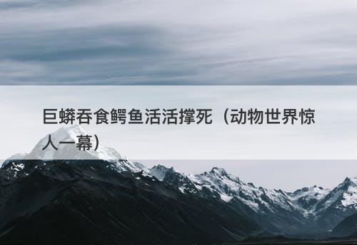 巨蟒吞食鳄鱼活活撑死（动物世界惊人一幕）