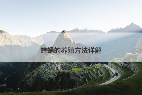 蝉蛹的养殖方法详解