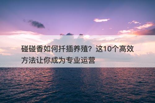 碰碰香如何扦插养殖？这10个高效方法让你成为专业运营