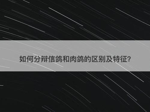 如何分辩信鸽和肉鸽的区别及特征？