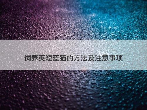 饲养英短蓝猫的方法及注意事项
