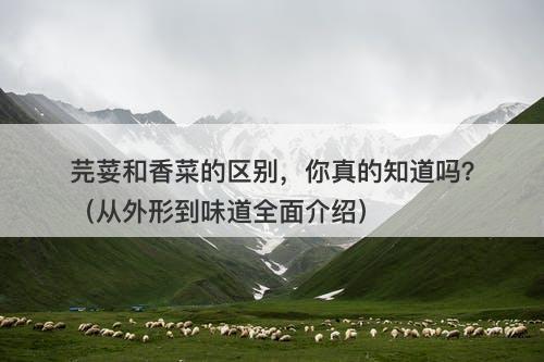 芫荽和香菜的区别，你真的知道吗？（从外形到味道全面介绍）