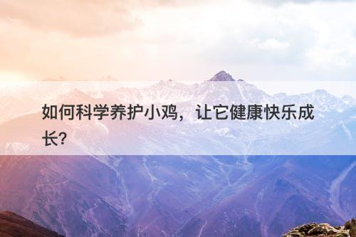 如何科学养护小鸡，让它健康快乐成长？