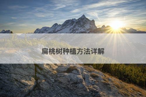 扁桃树种植方法详解