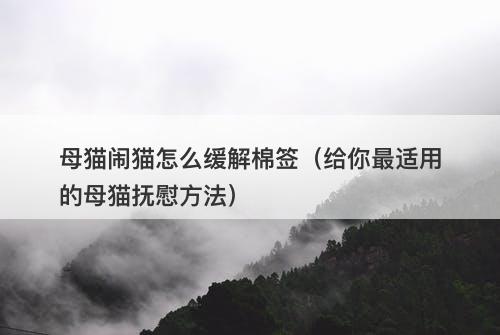 母猫闹猫怎么缓解棉签（给你最适用的母猫抚慰方法）