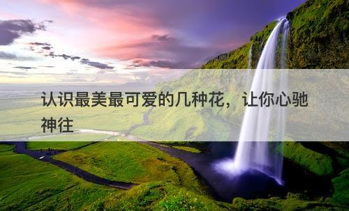 认识最美最可爱的几种花，让你心驰神往
