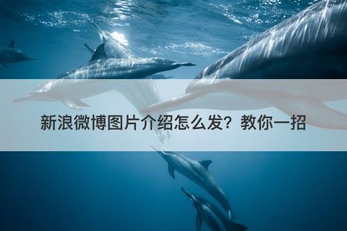 新浪微博图片介绍怎么发？教你一招