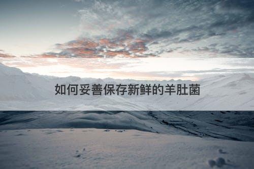 如何妥善保存新鲜的羊肚菌