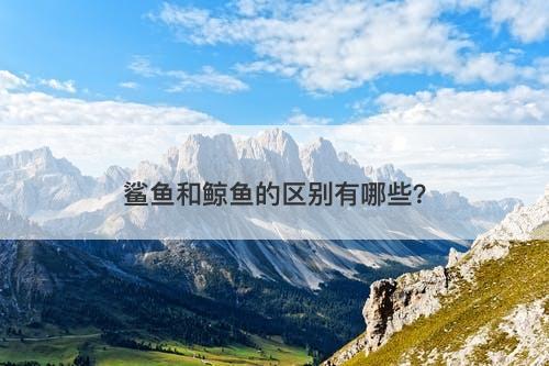 鲨鱼和鲸鱼的区别有哪些？