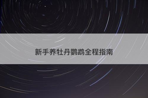 新手养牡丹鹦鹉全程指南