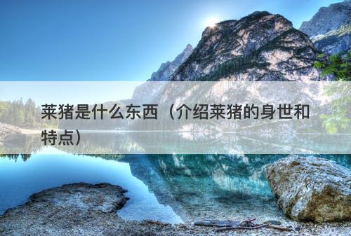 莱猪是什么东西（介绍莱猪的身世和特点）