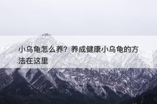 小乌龟怎么养？养成健康小乌龟的方法在这里