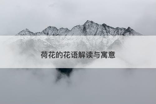 荷花的花语解读与寓意