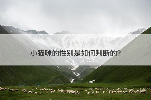 小猫咪的性别是如何判断的？