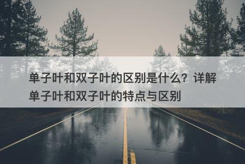 单子叶和双子叶的区别是什么？详解单子叶和双子叶的特点与区别