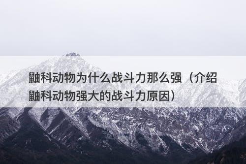 鼬科动物为什么战斗力那么强(介绍鼬科动物强大的战斗力原因)-图1 鼬科动物为什么战斗力那么强(介绍鼬科动物强大的战斗力原因)-图1