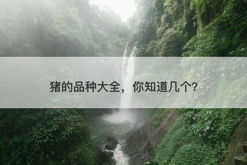 猪的品种大全，你知道几个？