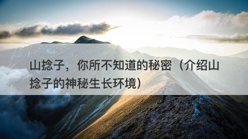 山捻子，你所不知道的秘密（介绍山捻子的神秘生长环境）