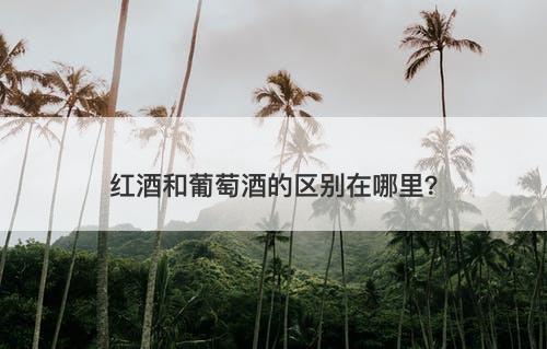 红酒和葡萄酒的区别在哪里？
