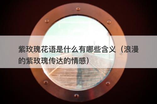 紫玫瑰花语是什么有哪些含义（浪漫的紫玫瑰传达的情感）