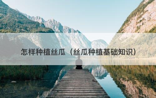 怎样种植丝瓜（丝瓜种植基础知识）