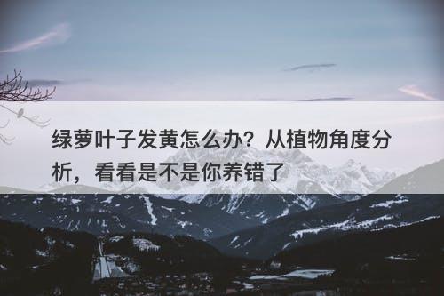 绿萝叶子发黄怎么办？从植物角度分析，看看是不是你养错了