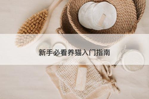 新手必看养猫入门指南