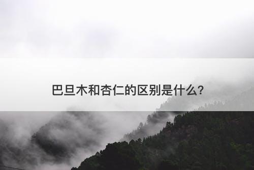 巴旦木和杏仁的区别是什么？