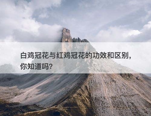 白鸡冠花与红鸡冠花的功效和区别，你知道吗？