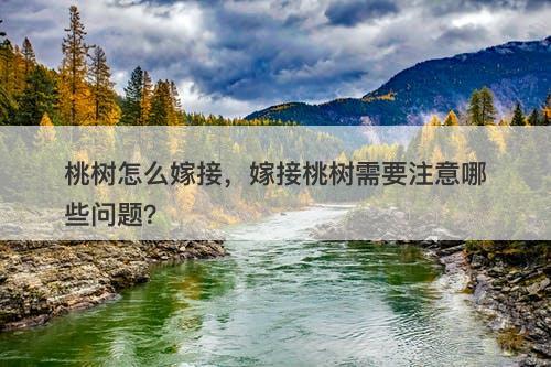 桃树怎么嫁接，嫁接桃树需要注意哪些问题？