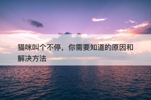 猫咪叫个不停，你需要知道的原因和解决方法