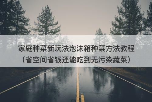 家庭种菜新玩法泡沫箱种菜方法教程（省空间省钱还能吃到无污染蔬菜）