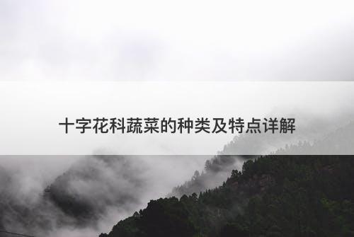 十字花科蔬菜的种类及特点详解