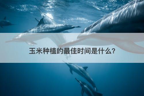 玉米种植的最佳时间是什么？
