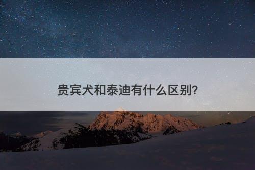 贵宾犬和泰迪有什么区别？