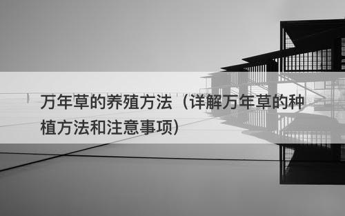 万年草的养殖方法（详解万年草的种植方法和注意事项）