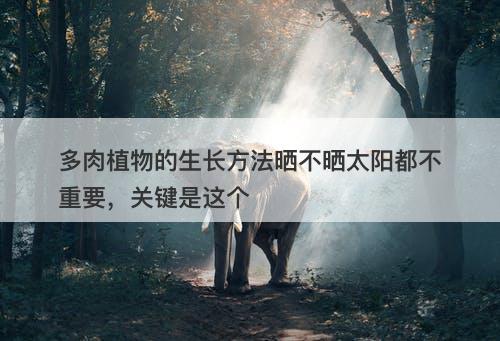 多肉植物的生长方法晒不晒太阳都不重要，关键是这个
