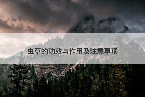 虫草的功效与作用及注意事项