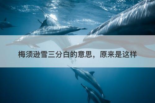 梅须逊雪三分白的意思，原来是这样