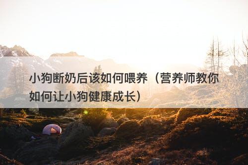 小狗断奶后该如何喂养（营养师教你如何让小狗健康成长）