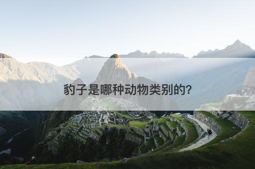 豹子是哪种动物类别的？