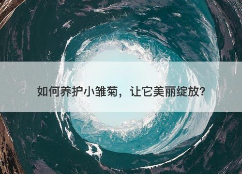 如何养护小雏菊，让它美丽绽放？