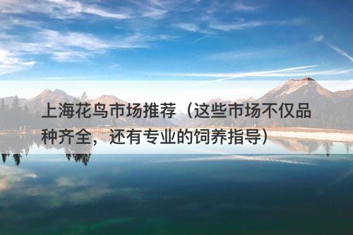 上海花鸟市场推荐（这些市场不仅品种齐全，还有专业的饲养指导）