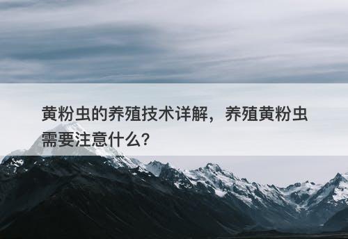 黄粉虫的养殖技术详解，养殖黄粉虫需要注意什么？