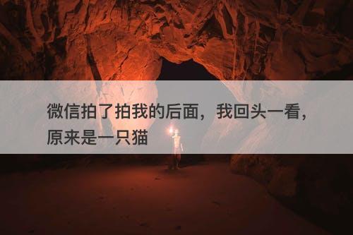 微信拍了拍我的后面，我回头一看，原来是一只猫