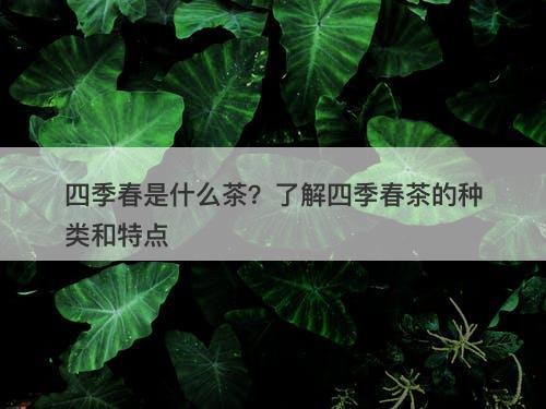 四季春是什么茶？了解四季春茶的种类和特点